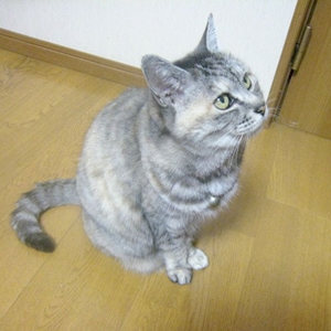 町家ゲストハウス三輪の看板猫菜奈(なな)ちゃん