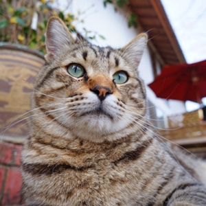 由布院温泉 オーベルゼ レ・ボーの看板猫ヨリ男くん